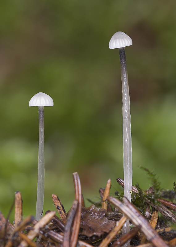 Mycena vulgaris